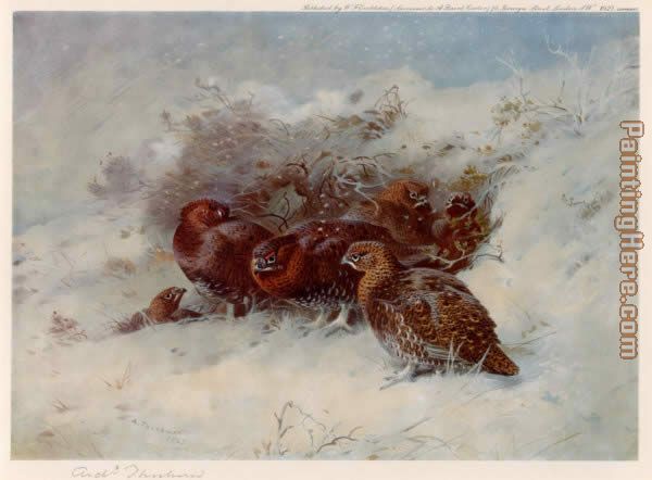 Grouse Sheltering painting - Archibald Thorburn Grouse Sheltering art painting